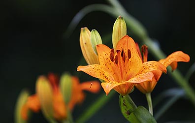 Gartenblume Feuerlilie Lilium bulbiferum