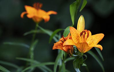 Gartenblume Feuerlilie Lilium bulbiferum