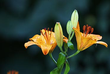 Gartenblume Feuerlilie Lilium bulbiferum