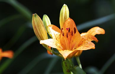 Gartenblume Feuerlilie Lilium bulbiferum