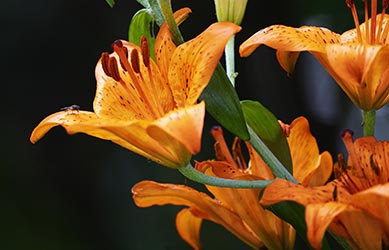 Gartenblume Feuerlilie Lilium bulbiferum