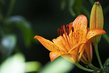 Gartenblume Feuerlilie Lilium bulbiferum