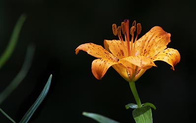 Gartenblume Feuerlilie Lilium bulbiferum
