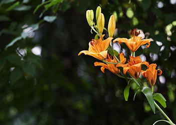 Gartenblume Feuerlilie Lilium bulbiferum