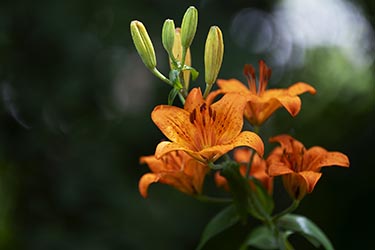 Gartenblume Feuerlilie Lilium bulbiferum