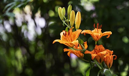 Gartenblume Feuerlilie Lilium bulbiferum