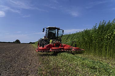 Nutzhanf Ernte am Niederrhein