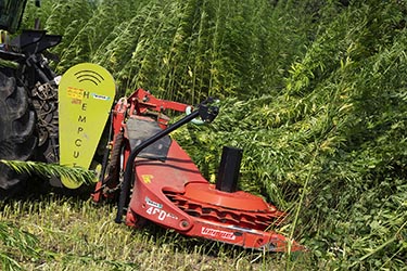 Nutzhanf Ernte am Niederrhein