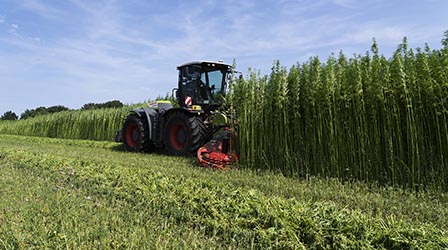 Nutzhanf Ernte am Niederrhein