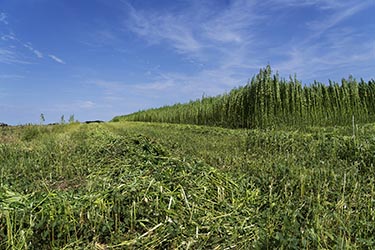 Nutzhanf Ernte am Niederrhein