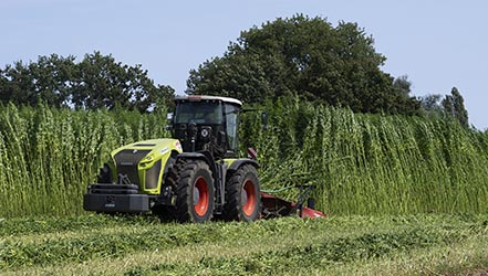 Nutzhanf Ernte am Niederrhein