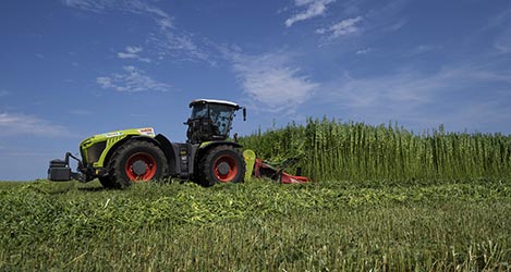 Nutzhanf Ernte am Niederrhein