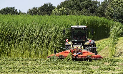 Nutzhanf Ernte am Niederrhein