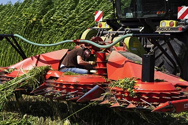 Nutzhanf Ernte am Niederrhein