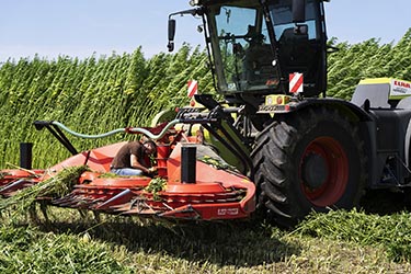 Nutzhanf Ernte am Niederrhein