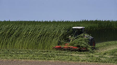 Nutzhanf Ernte am Niederrhein