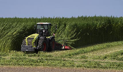 Nutzhanf Ernte am Niederrhein