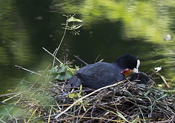 Bl&auml;sshuhn (Fulica atra) mit K&uuml;ken im Moerser Schlosspark